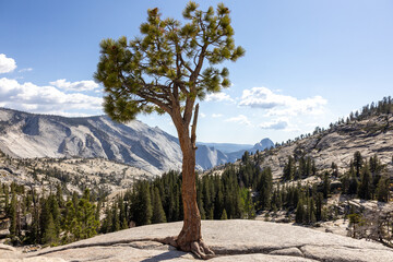 Isolated pine tree in Yosemite with view over the valley. 