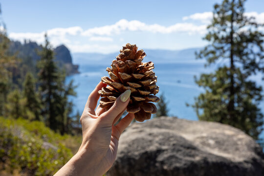 Giant pine cone with Lake Tahoe and mountains in the background. 