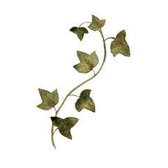 watercolor drawing green vine of ivy with leaves at white background, ,floral element, hand drawn botanical illustration