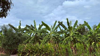 Banana farms in the morning.