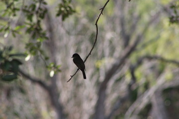 Bird Silhouette 