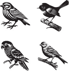 parrot, canary, and catbird vector set art