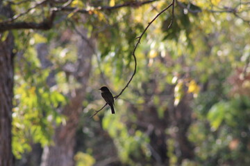 bird on a branch