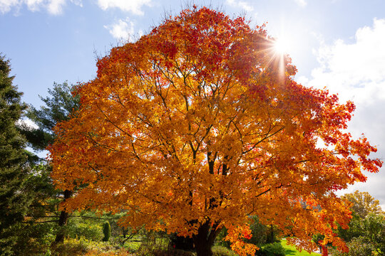 Big orange-yellow-golden tree illuminated by the sun in autumn. 