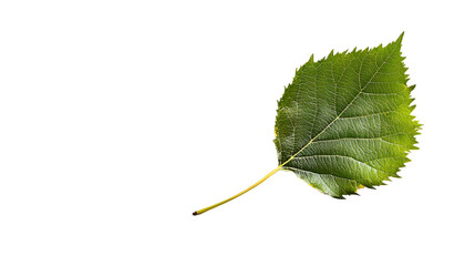 Fototapeta premium Birch leaf on a transparent background. isolated background.