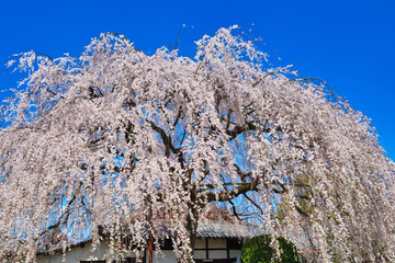 Naklejka premium 京都 青空に映える本満寺の枝垂れ桜（枝垂桜）コピースペースあり（日本京都府京都市） Kyoto - Weeping cherry blossoms (shidazakura) at Honmanji Temple against the blue sky, copy space available (Kyoto City, Kyoto Prefecture, Japan)