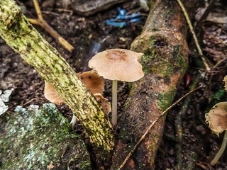 Fototapeta premium mushroom in the forest