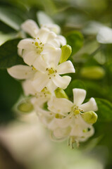Murraya paniculata in Bloom. Orange Jasmine