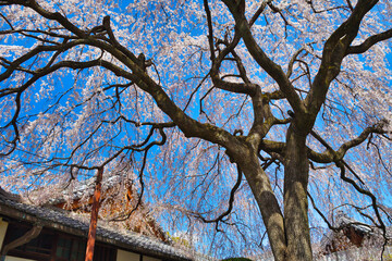 京都　青空に映える本満寺の枝垂れ桜（枝垂桜）（日本京都府京都市） Kyoto - Weeping cherry blossoms (shidazakura) at Honmanji Temple against the blue sky (Kyoto City, Kyoto Prefecture, Japan)