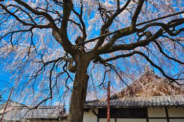 京都　青空に映える本満寺の枝垂れ桜（枝垂桜）（日本京都府京都市） Kyoto - Weeping cherry blossoms (shidazakura) at Honmanji Temple against the blue sky (Kyoto City, Kyoto Prefecture, Japan)