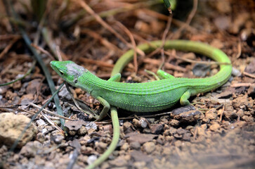 ミヤコカナヘビ