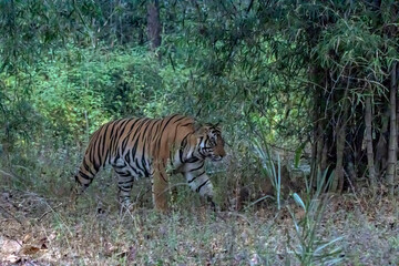 tiger in the jungle