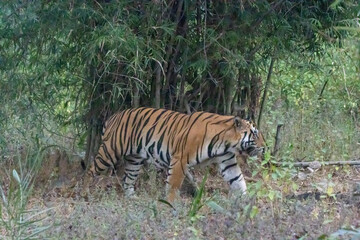 tiger in the jungle
