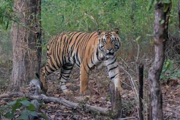 Tiger near the vehicle