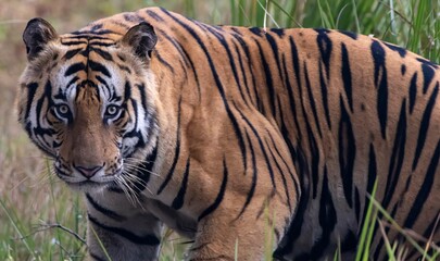 tiger in the wild