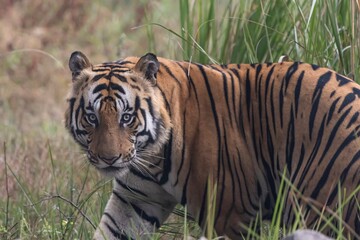 tiger in the grass