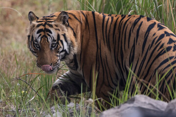 tiger in the grass