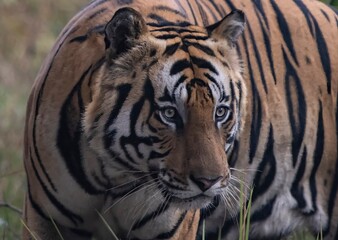 tiger in the wild