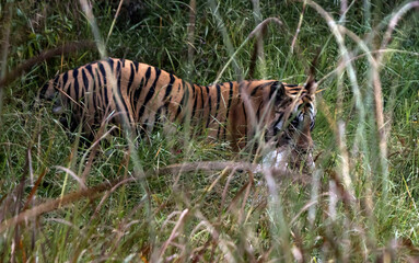 Tiger in the grass with a deer kill