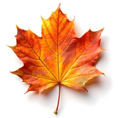 Fototapeta premium autumn maple leaf