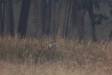 Tiger in the grass