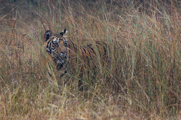 Tiger in the grass