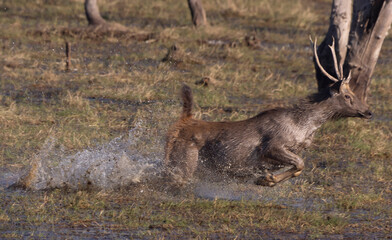 Sambar deer escaping tiger