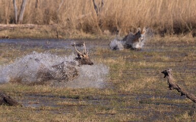 Sambar deer escaping tiger