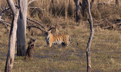 Tiger on the flood plain