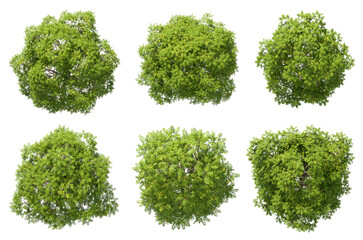 Aerial view naturally trees grown landscaping set transparent backgrounds 3d rendering png