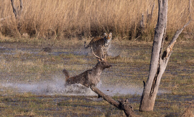 Tiger chasing a deer