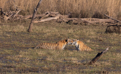 Tigers on the flood plain