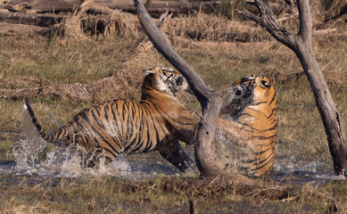 Tigers play in the water