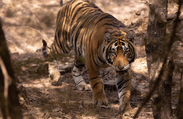 tiger walking in the wild