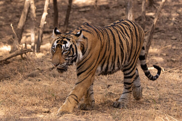 bengal tiger in the wild