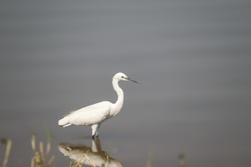 great blue heron ardea cinerea in a river