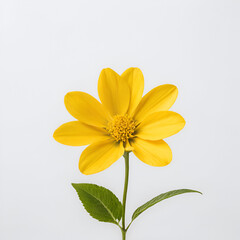 Obraz premium yellow daisy flower