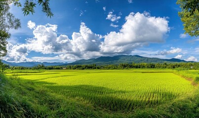 Fototapeta premium Lush green rice fields under a vibrant sky with mountains in the background.
