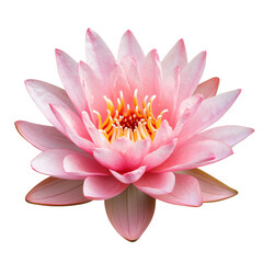 Vibrant pink water lily flower with delicate petals against a black background. transparent background