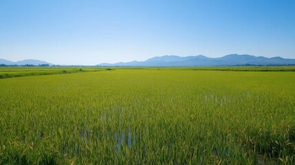 Lush green rice fields under a clear blue sky with distant mountains.