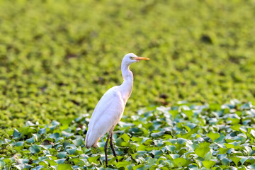 grey heron in the grass