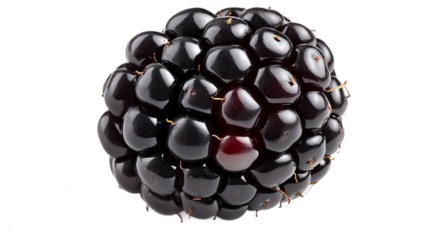 Blackberries isolated against a white background