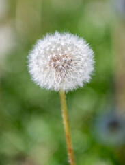 Dandelion flower. The fluffy puff of a dandelion clock in macro. Flower prepares to spread its seeds in the springtime. Dandelion seedhead in nature. Soft and fluffy. Dandelion in the nature