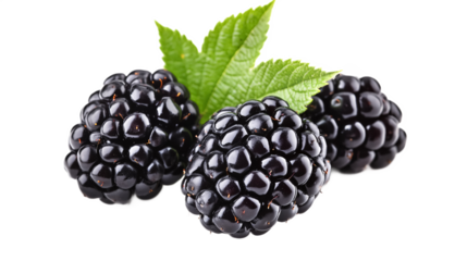 Blackberries isolated against a white background