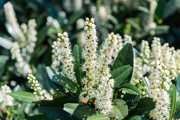 Bright blooming laurel flower in nature. Prunus laurocerasus flower. Flowering nature closeup....