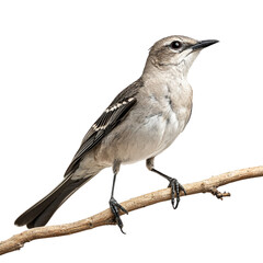 A green Close-Up Of A Northern Mocking bird Perche isolated on a transparent background