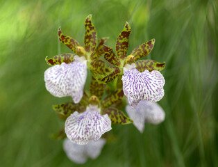 ジゴペタルム　ランの花