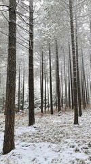 Snow-covered forest with tall trees and a serene winter atmosphere.