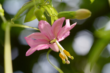 Fototapeta premium パッシフロラ・マシューシー