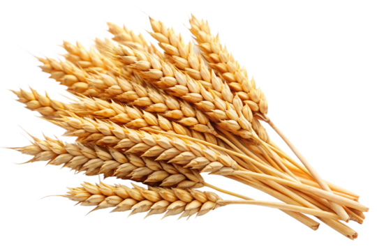 wheat ears isolated on white background